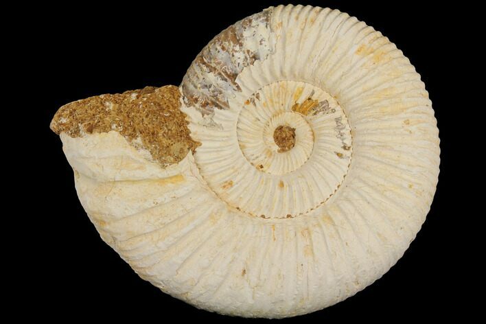 Perisphinctes Ammonite - Jurassic #100219